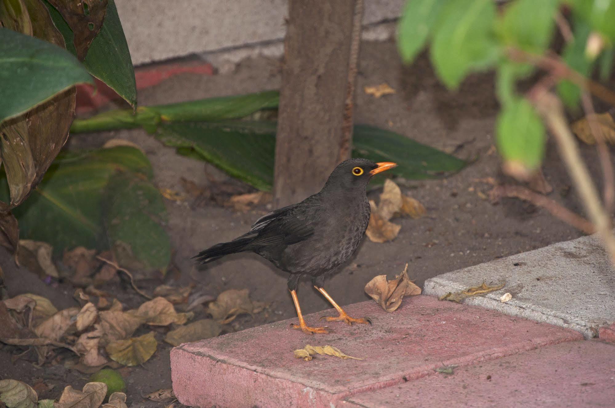 Hostal El Parque タバベラ エクステリア 写真